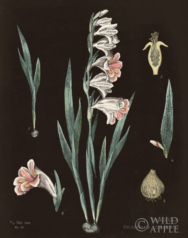 Reproduction of Gladiola Chart Cool by Sue Schlabach - Wall Decor Art