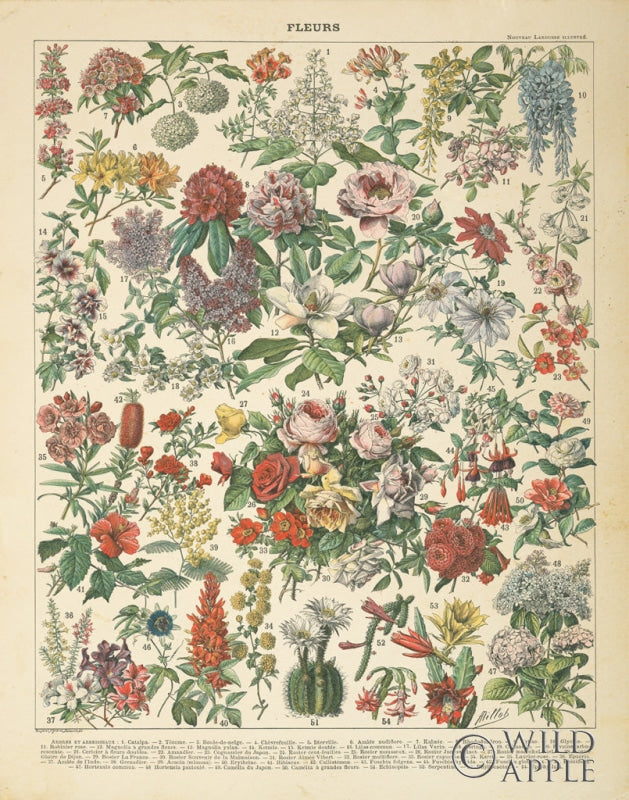 Reproduction of French Flower Chart by Wild Apple Portfolio - Wall Decor Art