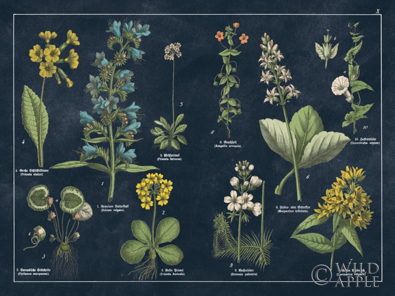Reproduction of Botanical Floral Chart I Dark Blue by Wild Apple Portfolio - Wall Decor Art
