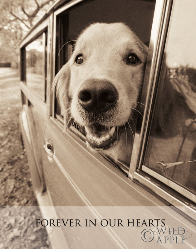 Reproduction of Where You Go Forever Crop by Jim Dratfield - Wall Decor Art