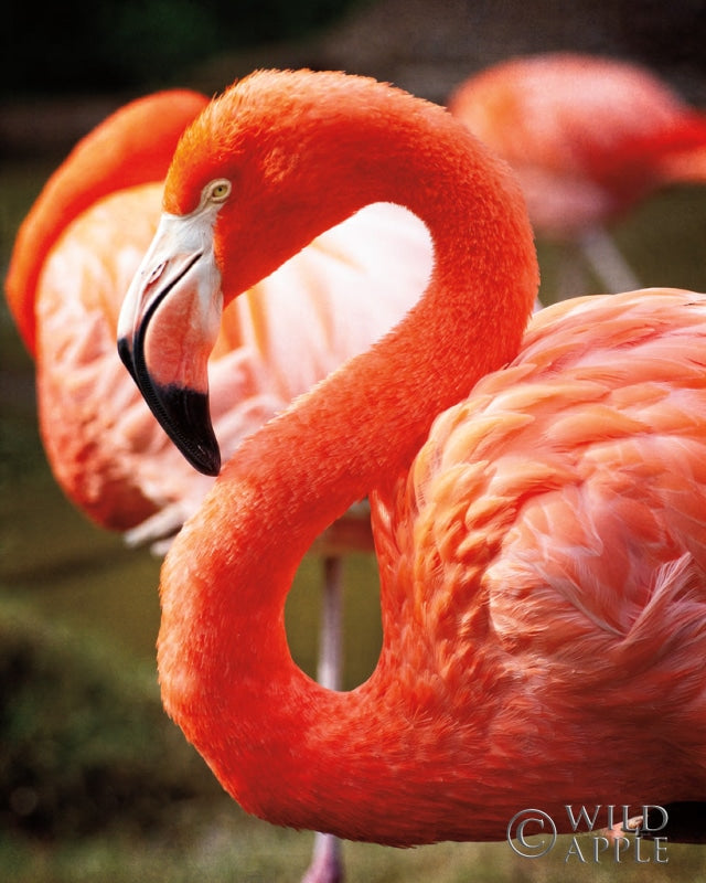 Reproduction of Flamingo III by Debra Van Swearingen - Wall Decor Art