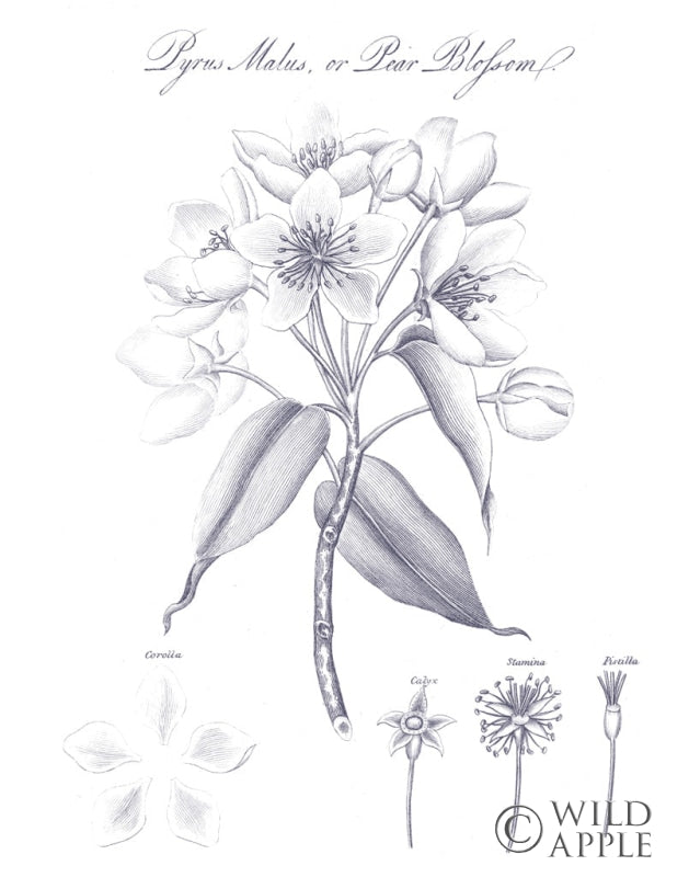 Reproduction of Elements of Botany VIII Blue by Wild Apple Portfolio - Wall Decor Art