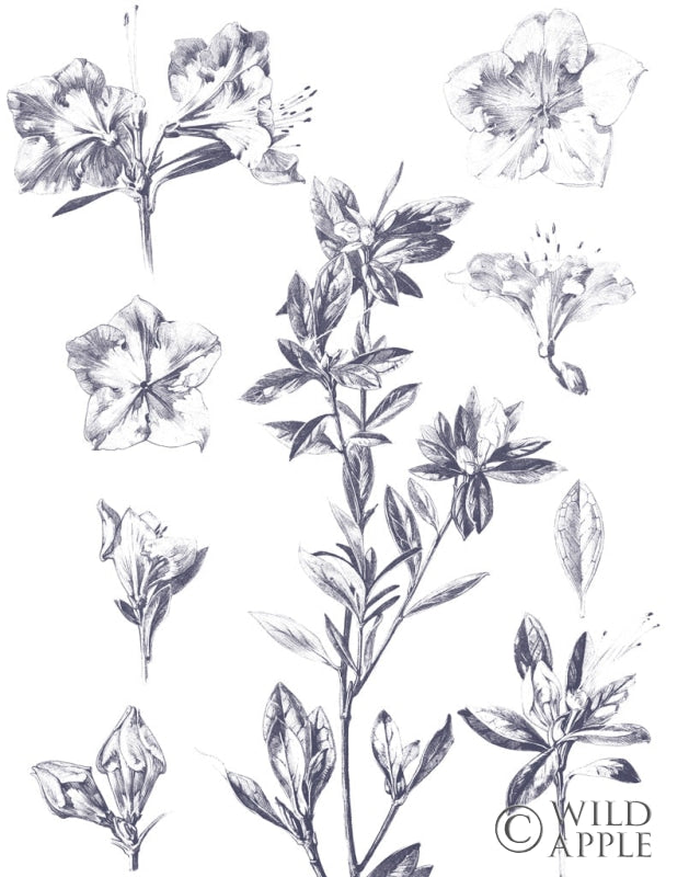 Reproduction of Lithograph Florals I Blue by Wild Apple Portfolio - Wall Decor Art