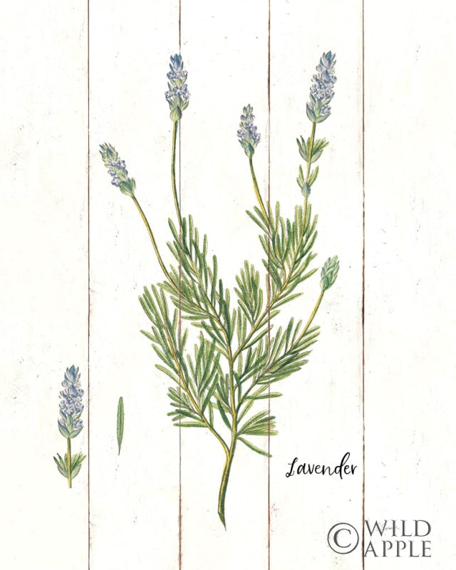 Reproduction of Cottage Herbs II by Sue Schlabach - Wall Decor Art