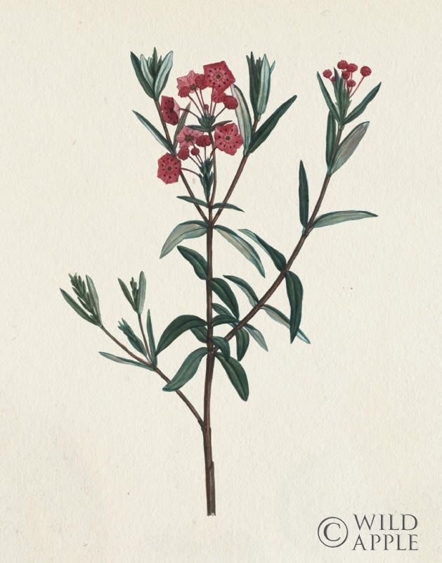 Reproduction of Victorian Garden Flowers II by Wild Apple Portfolio - Wall Decor Art