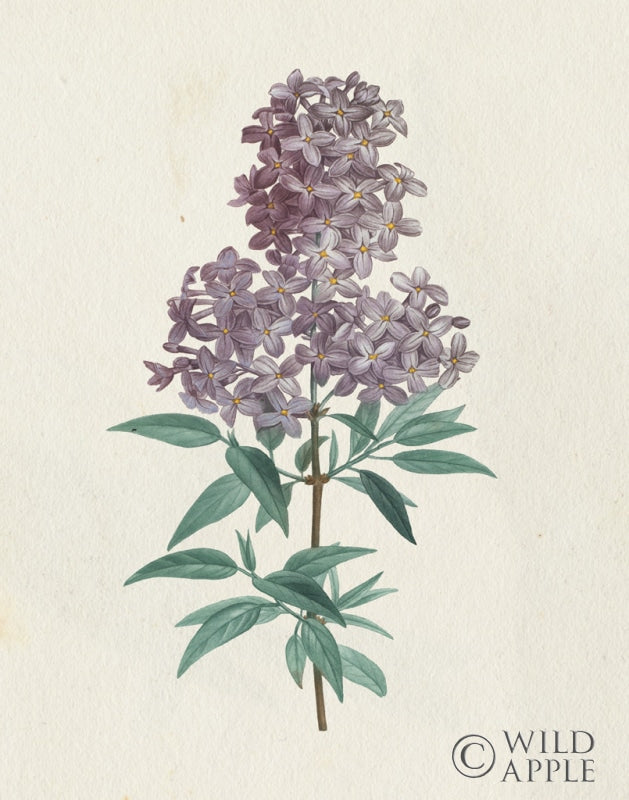 Reproduction of Victorian Garden Flowers III by Wild Apple Portfolio - Wall Decor Art