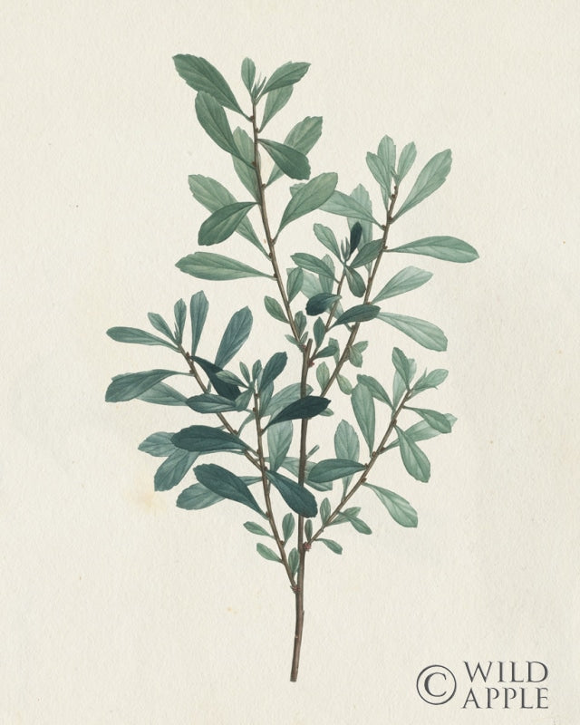 Reproduction of Victorian Garden Greenery I by Wild Apple Portfolio - Wall Decor Art