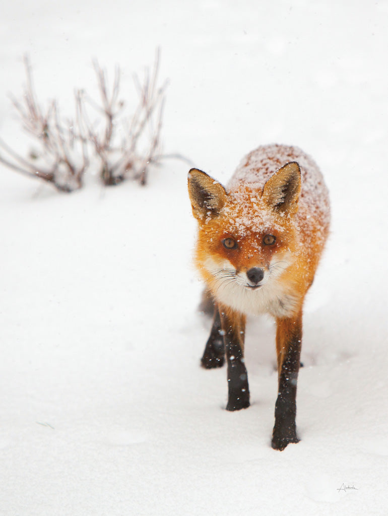 Reproduction of Red Fox III by Aledanda - Wall Decor Art
