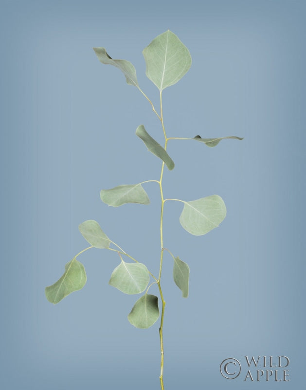 Reproduction of Simple Stems I Blue Crop by Felicity Bradley - Wall Decor Art