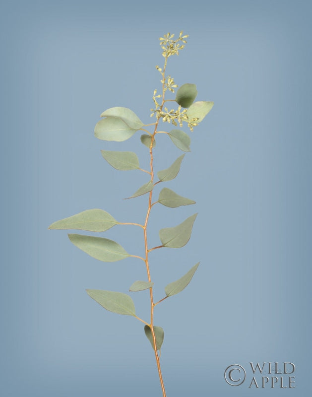 Reproduction of Simple Stems II Blue Crop by Felicity Bradley - Wall Decor Art