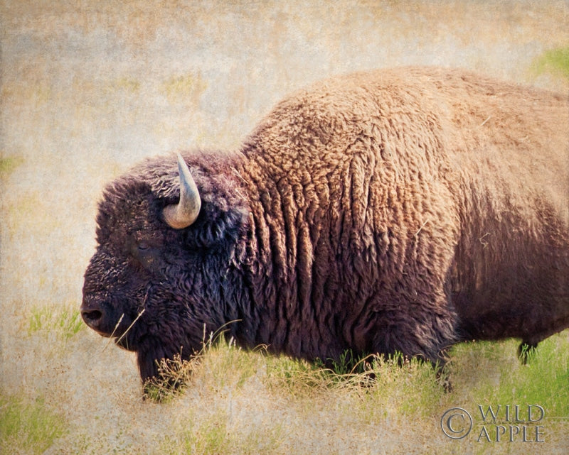 Reproduction of Buffalo II by Debra Van Swearingen - Wall Decor Art