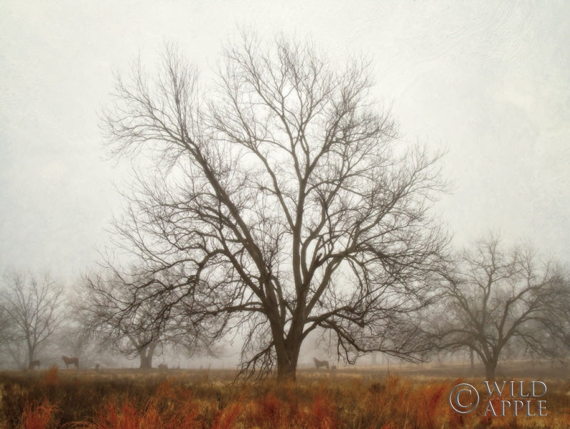 Reproduction of Morning Calm I by Debra Van Swearingen - Wall Decor Art