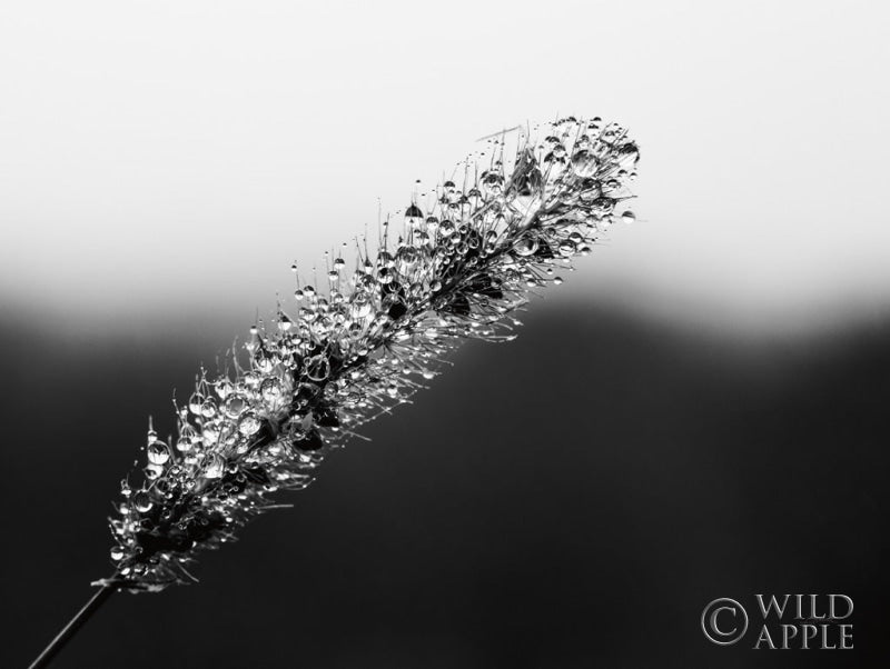 Reproduction of Seeds and Water II by Aledanda - Wall Decor Art