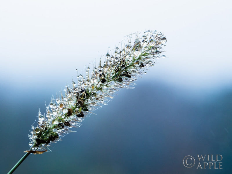 Reproduction of Seeds and Water III by Aledanda - Wall Decor Art