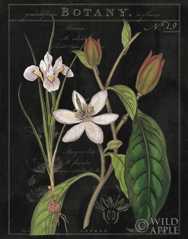 Reproduction of Vintage White Flora III by Sue Schlabach - Wall Decor Art