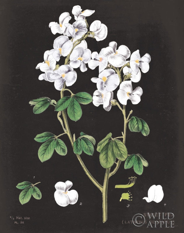 Reproduction of White Sweet Pea Chart by Sue Schlabach - Wall Decor Art