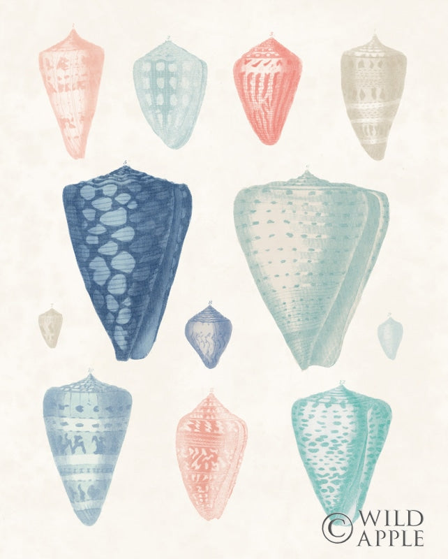 Reproduction of Colorful Shell Assortment II Coral Cove by Wild Apple Portfolio - Wall Decor Art