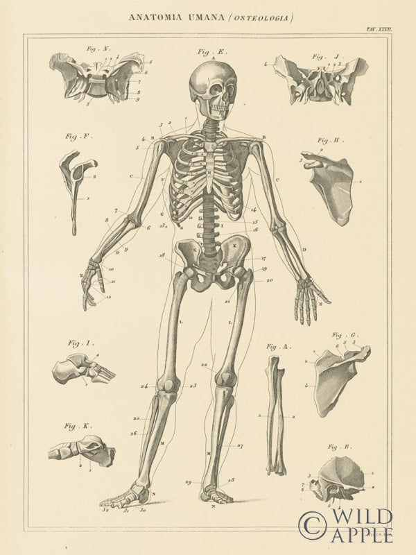 Reproduction of Skeleton Chart by Wild Apple Portfolio - Wall Decor Art