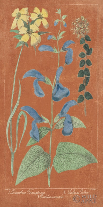 Reproduction of Salvia Florals II Spice by Wild Apple Portfolio - Wall Decor Art