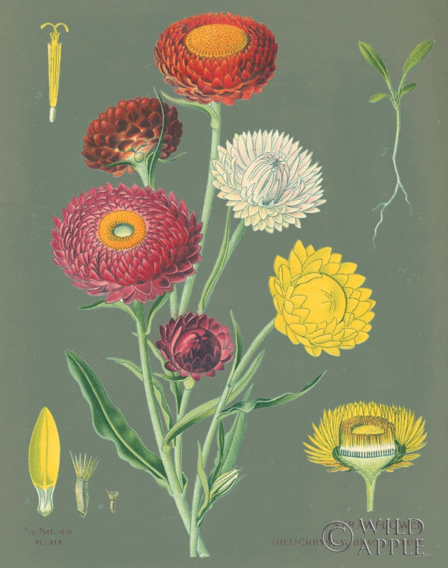 Reproduction of Strawflower Chart Sage by Sue Schlabach - Wall Decor Art