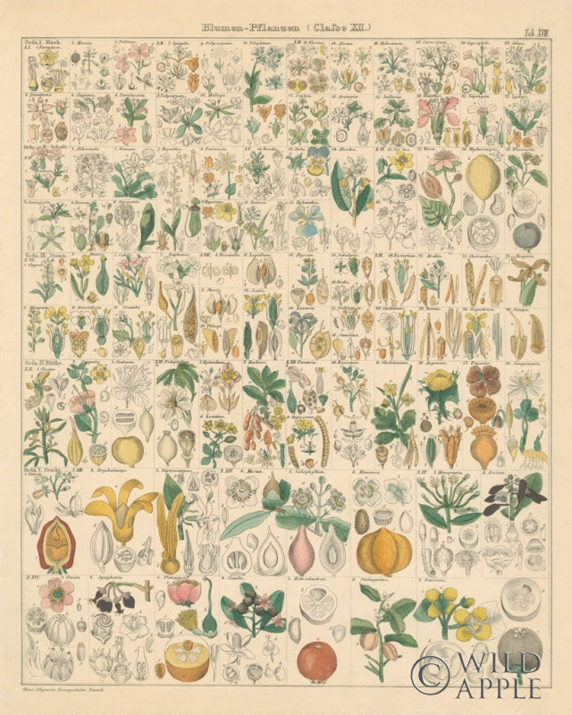 Reproduction of Flora Chart I by Wild Apple Portfolio - Wall Decor Art