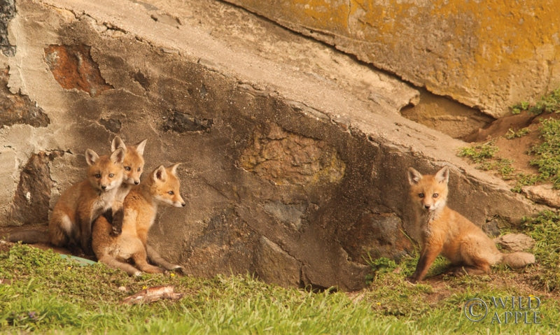 Reproduction of Fox Cubs I by Aledanda - Wall Decor Art