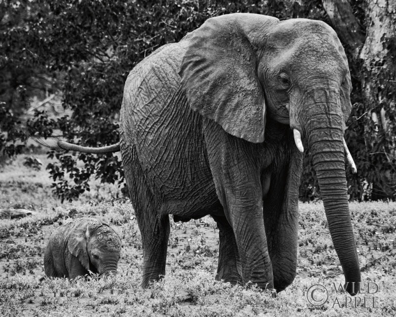 Reproduction of Mama and Baby Elephant I by Aledanda - Wall Decor Art