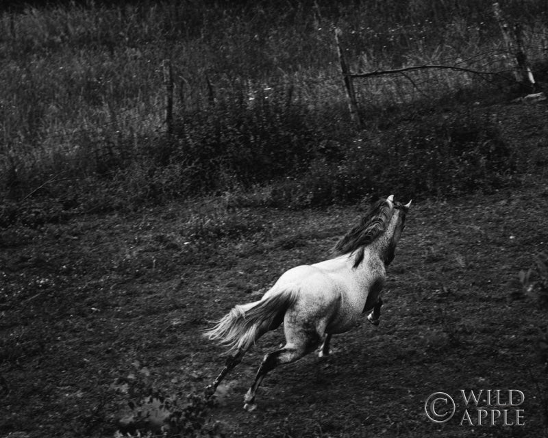 Reproduction of Running Horse by Aledanda - Wall Decor Art