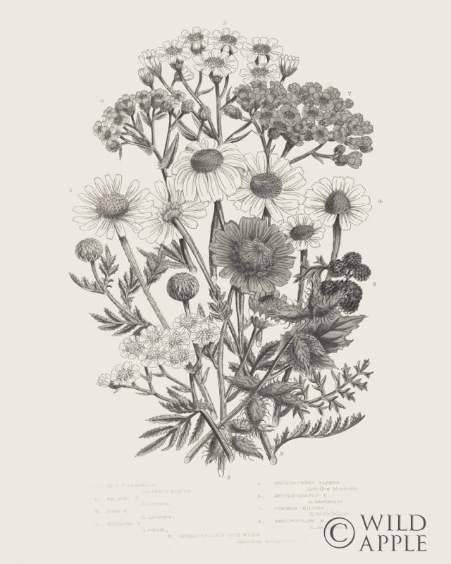 Reproduction of Flowering Plants V Neutral v2 by Wild Apple Portfolio - Wall Decor Art
