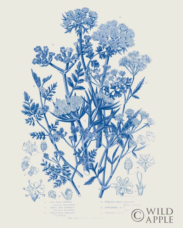 Reproduction of Flowering Plants IV Mid Blue by Wild Apple Portfolio - Wall Decor Art