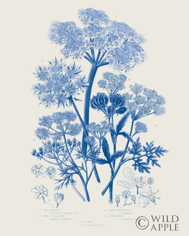 Reproduction of Flowering Plants VI Mid Blue by Wild Apple Portfolio - Wall Decor Art