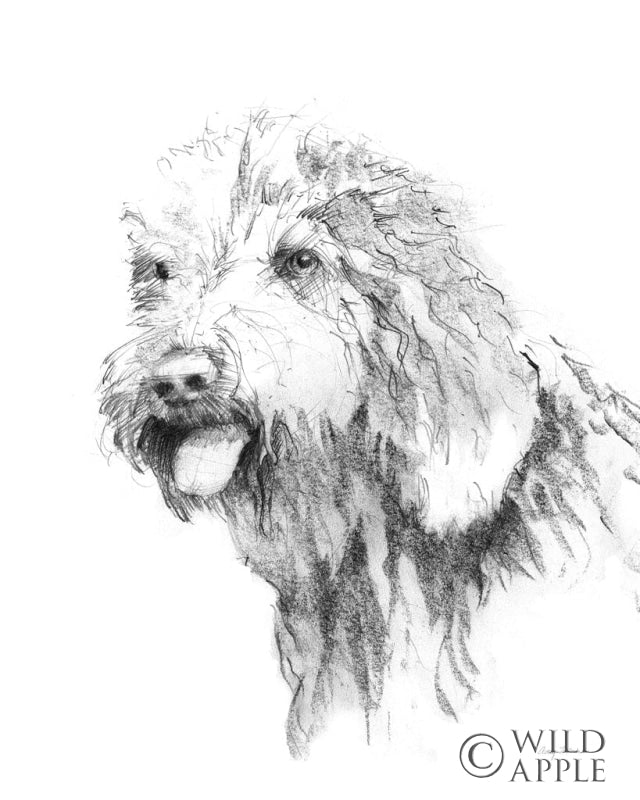 Reproduction of Goldendoodle Sketch by Avery Tillmon - Wall Decor Art