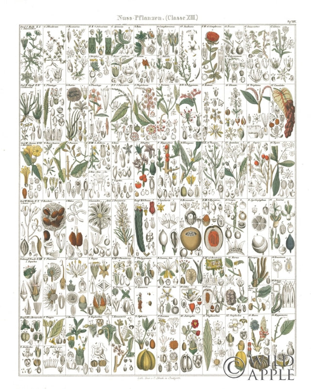 Reproduction of Flora Chart II White by Wild Apple Portfolio - Wall Decor Art