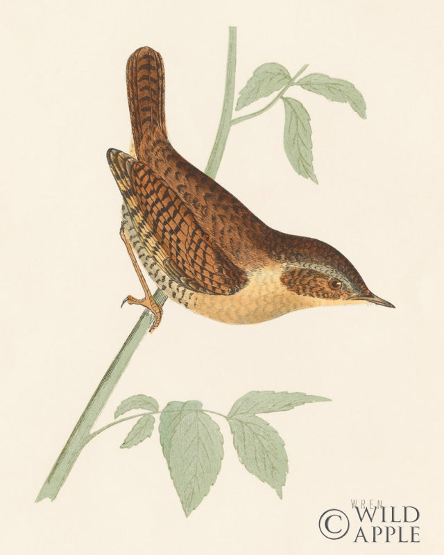 Reproduction of Engraved Birds I by Wild Apple Portfolio - Wall Decor Art