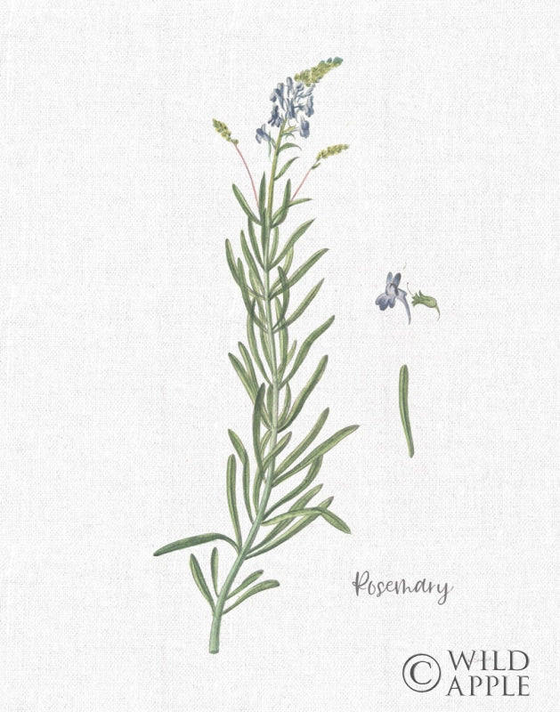 Reproduction of Cottage Herbs I Linen by Sue Schlabach - Wall Decor Art