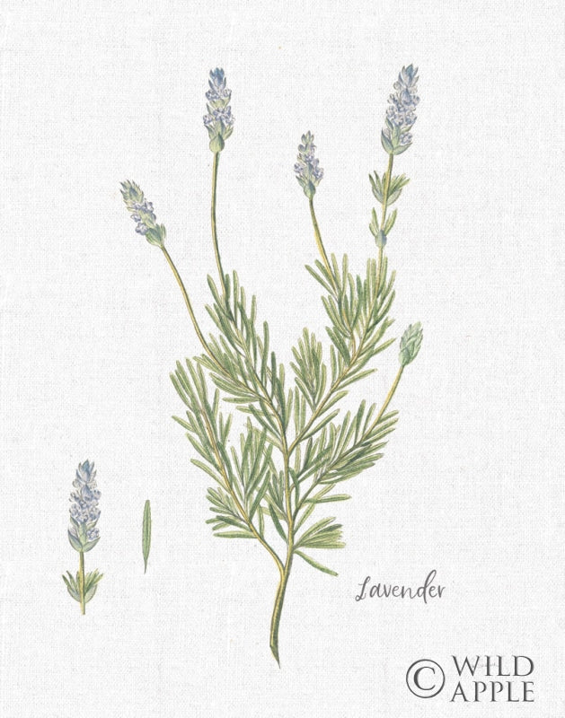 Reproduction of Cottage Herbs II Linen by Sue Schlabach - Wall Decor Art