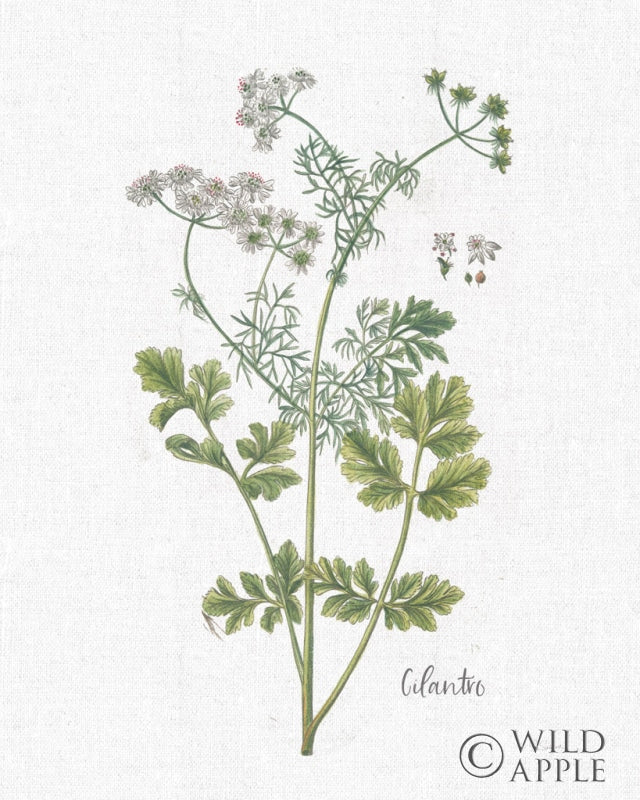 Reproduction of Cottage Herbs III Linen by Sue Schlabach - Wall Decor Art