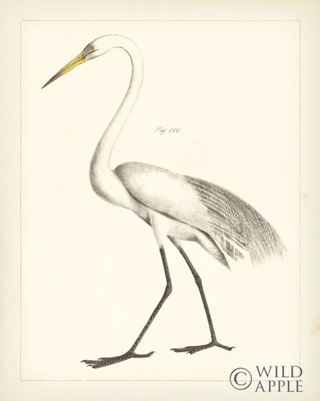 Reproduction of Vintage Heron II by Wild Apple Portfolio - Wall Decor Art