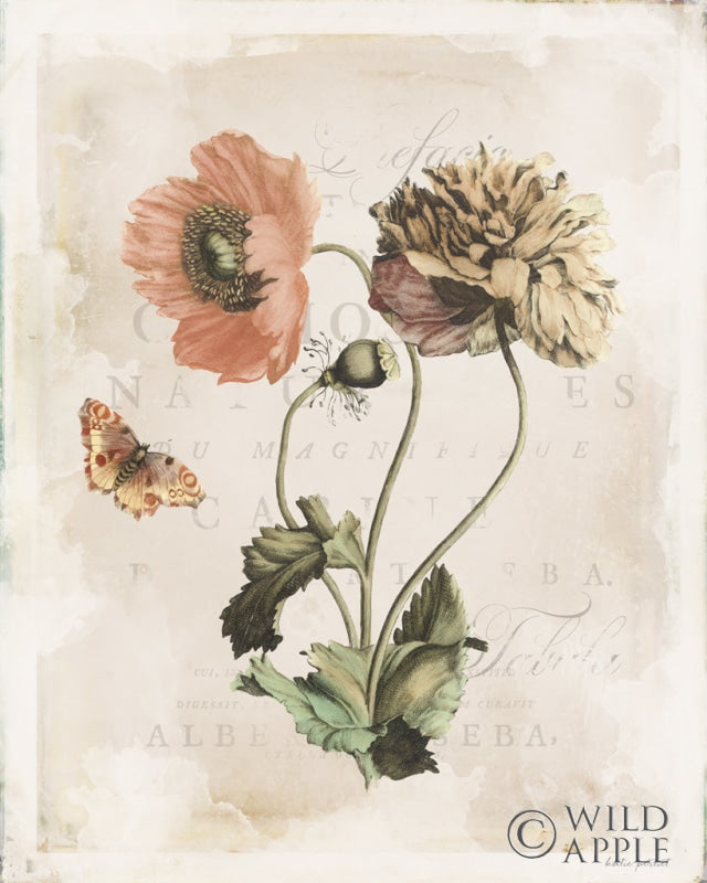 Reproduction of Antiquarian Blooms IV by Katie Pertiet - Wall Decor Art