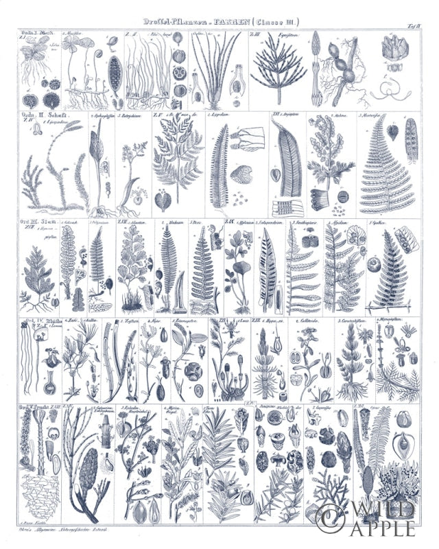 Reproduction of Fern Chart on White Navy by Wild Apple Portfolio - Wall Decor Art
