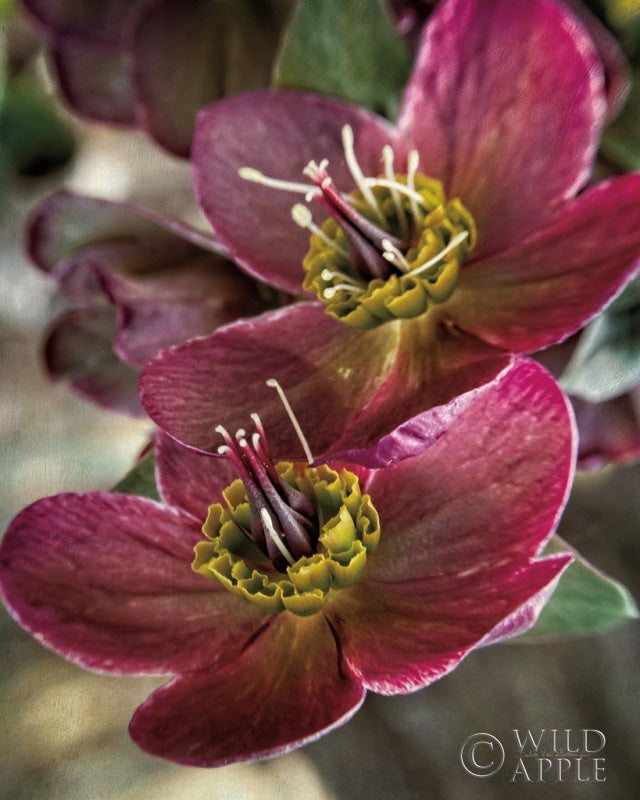 Reproduction of Lenton Rose V by Debra Van Swearingen - Wall Decor Art