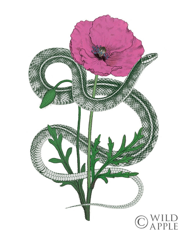 Reproduction of Natural Beauty I Pink Flower by Wild Apple Portfolio - Wall Decor Art