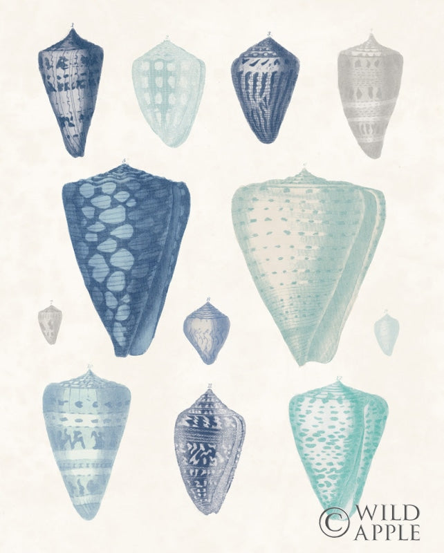 Reproduction of Blue Shell Assortment II by Wild Apple Portfolio - Wall Decor Art