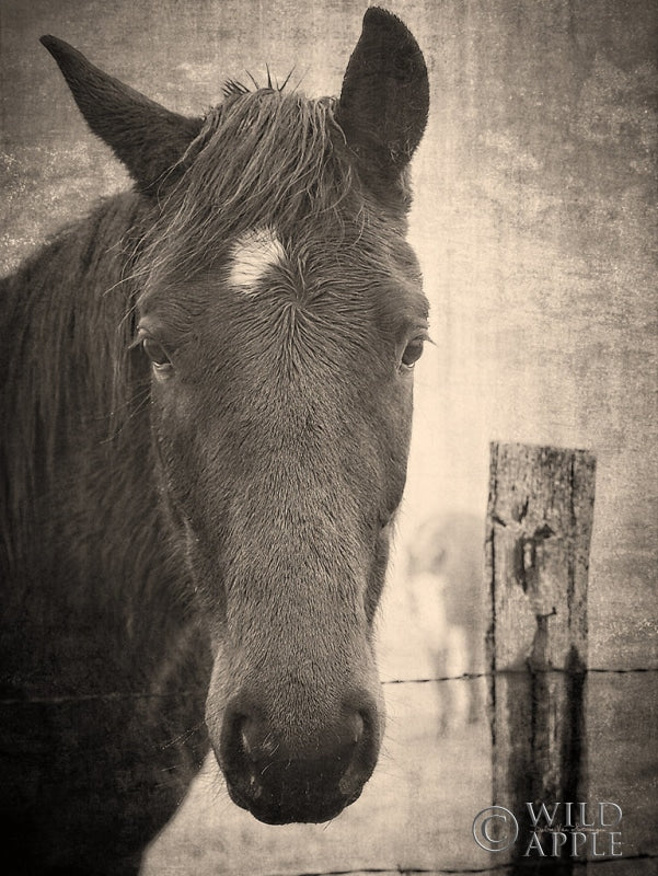 Reproduction of Heres Looking at You I by Debra Van Swearingen - Wall Decor Art