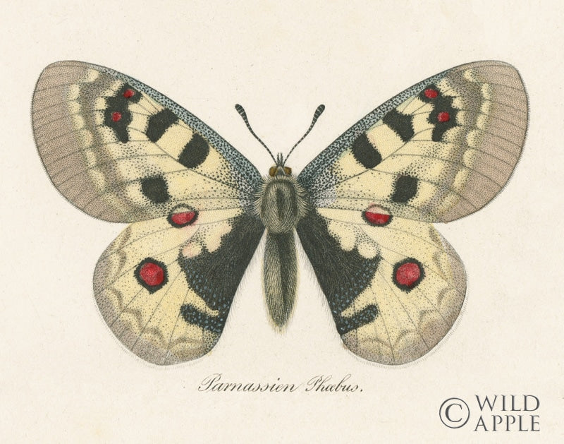 Reproduction of Natures Butterfly III by Wild Apple Portfolio - Wall Decor Art