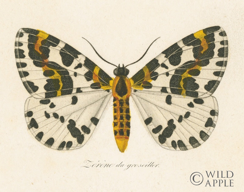 Reproduction of Natures Butterfly IV by Wild Apple Portfolio - Wall Decor Art