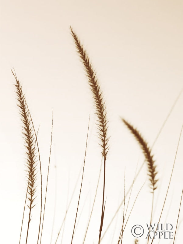 Reproduction of Field Grasses IV Sepia by Debra Van Swearingen - Wall Decor Art