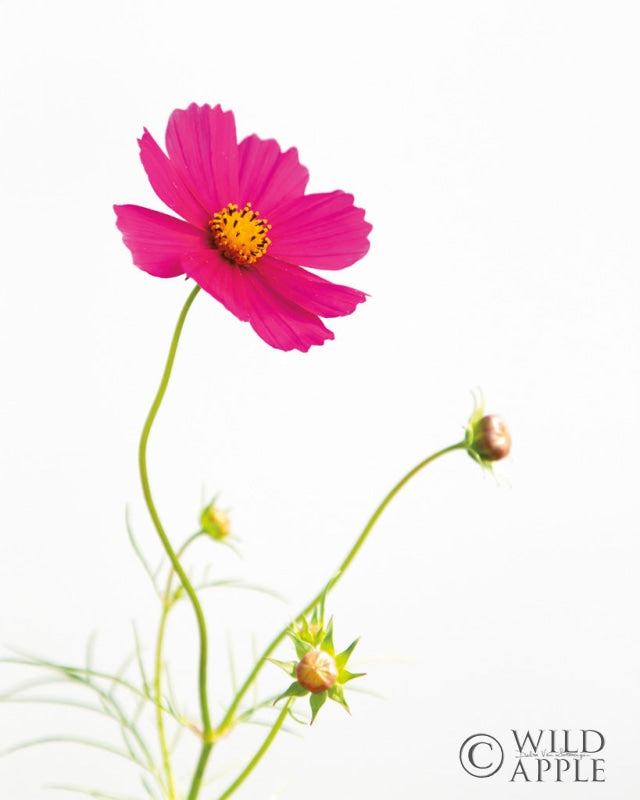 Reproduction of Magenta Cosmos I by Debra Van Swearingen - Wall Decor Art