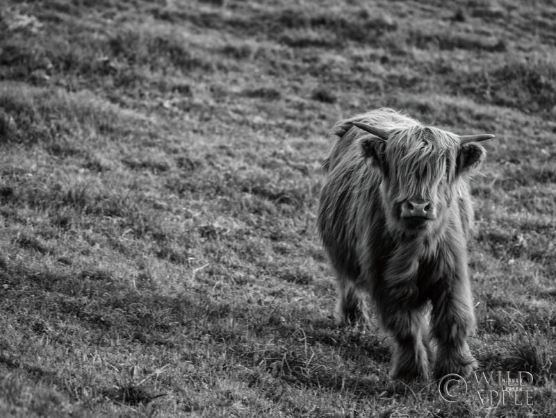 Reproduction of Highland Cow Calf in the Wind Crop by Nathan Larson - Wall Decor Art