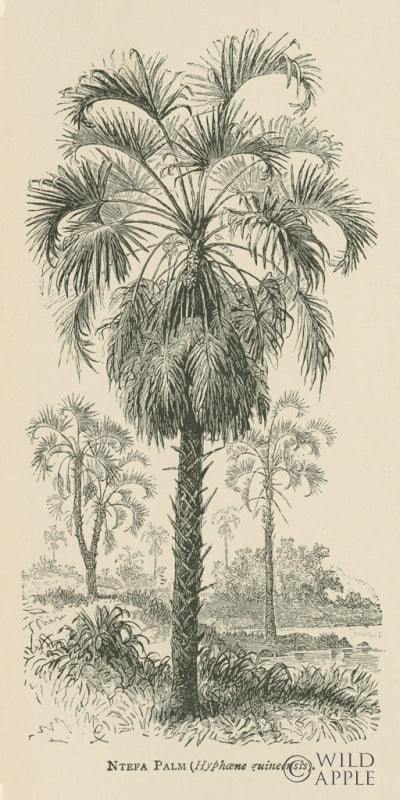 Reproduction of Creators Wonders Book Palm by Wild Apple Portfolio - Wall Decor Art